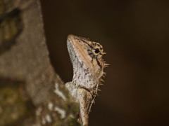 Calotes emma