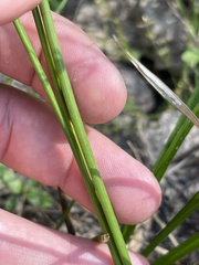 Juncus diffusissimus