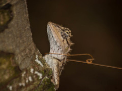 Calotes emma