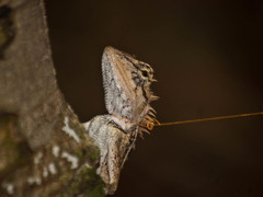 Calotes emma