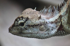Calotes emma
