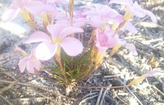 Oxalis polyphylla pentaphylla