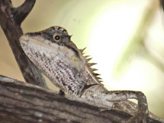 Calotes emma