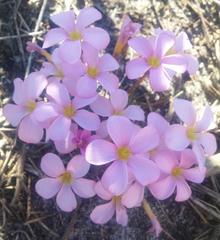 Oxalis polyphylla pentaphylla