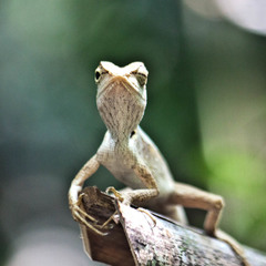Calotes emma
