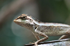 Calotes emma