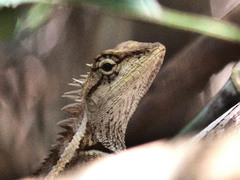 Calotes emma