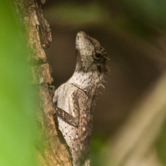 Calotes emma