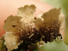 Pseudocyphellaria glabra