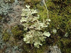Pseudocyphellaria glabra