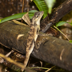 Calotes emma