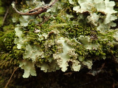 Pseudocyphellaria glabra