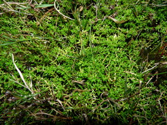 Crassula helmsii