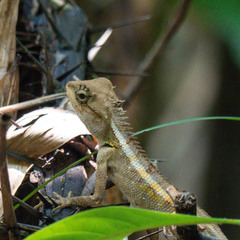 Calotes emma