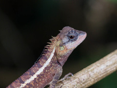 Calotes emma