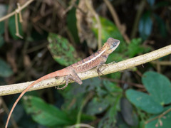 Calotes emma