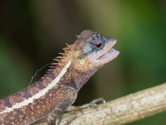 Calotes emma