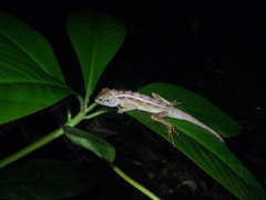 Calotes emma