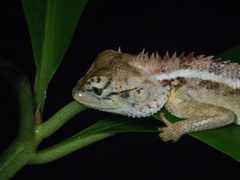 Calotes emma