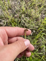 Rhynchospora harveyi