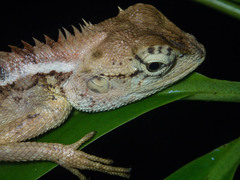 Calotes emma