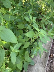 Acalypha lanceolata