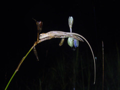 Murdannia macrocarpa