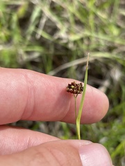 Rhynchospora harveyi