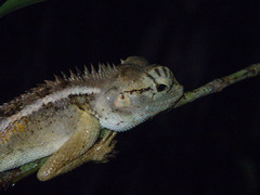 Calotes emma