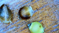 Rhynchospora harveyi