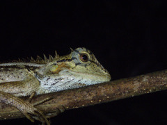 Calotes emma