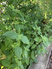 Acalypha lanceolata