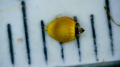 Rhynchospora harveyi