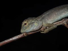 Calotes emma