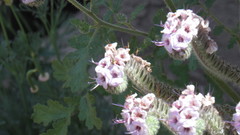Lasioglossum