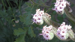 Lasioglossum