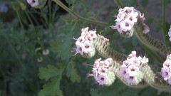 Lasioglossum