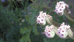 Lasioglossum