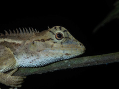 Calotes emma