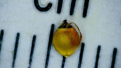 Rhynchospora harveyi