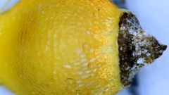 Rhynchospora harveyi