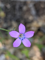 Saltugilia splendens