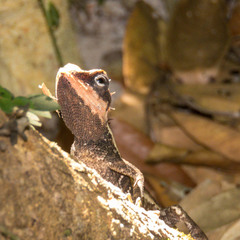 Calotes emma