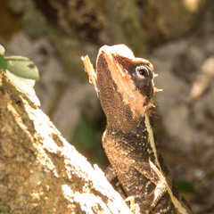 Calotes emma