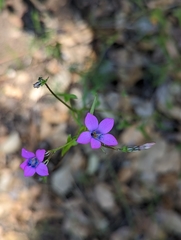 Saltugilia splendens