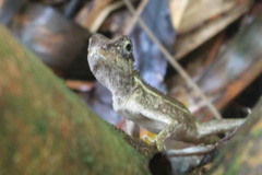 Calotes emma