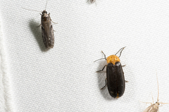 Abscondita cerata