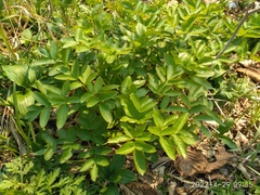 Angelica cincta