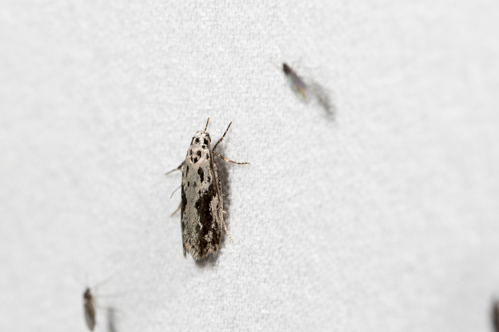 Ethmia guangzhouensis