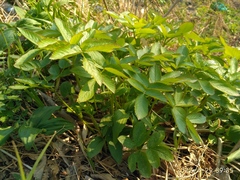 Angelica cincta